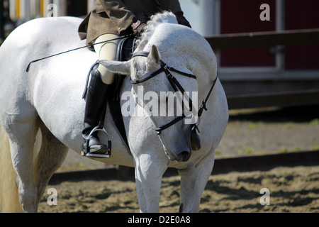 Floh gebissen graue Stute Pferd mit Reiter Stockfoto