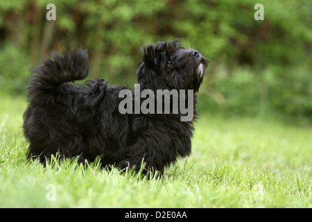 Hund Havaneser / Bichon Havanais / Havaneser Welpen (schwarz) stehen Profil Stockfoto