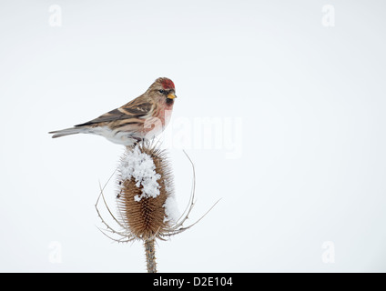 Männliche weniger Redpoll (Zuchtjahr Cabaret) thront auf Schnee bedeckt Karde (Dipsacus Fullonum) Winter. UK Stockfoto