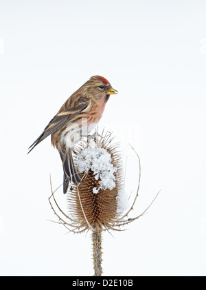 Männliche weniger Redpoll (Zuchtjahr Cabaret) thront auf Schnee bedeckt Karde (Dipsacus Fullonum) Winter. UK Stockfoto
