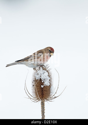 Männliche weniger Redpoll (Zuchtjahr Cabaret) thront auf Schnee bedeckt Karde (Dipsacus Fullonum) Winter. UK Stockfoto