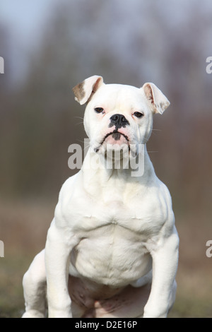 American Bulldog Hund / Bully Erwachsenen Porträt Stockfoto