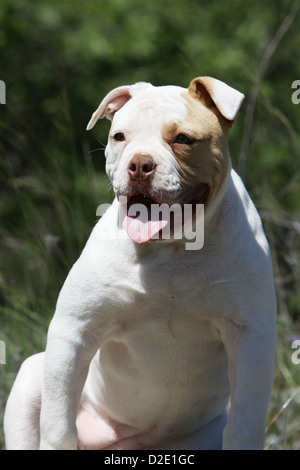 American Bulldog Hund / Bully Welpen-Porträt Stockfoto