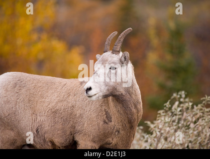 Bighorn Schafe in Jasper, Alberta Kanada Stockfoto