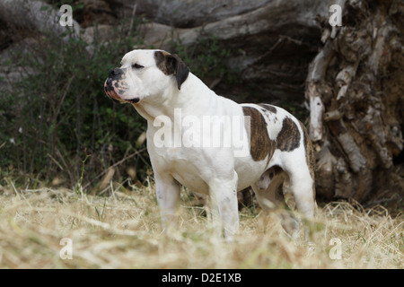 American Bulldog Hund / Bully Erwachsenen stehen auf einer Wiese Stockfoto