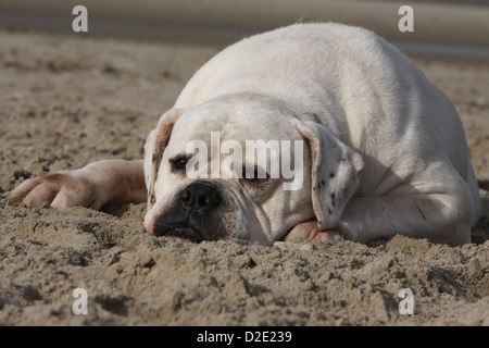 American Bulldog Hund / Bully Erwachsenen liegen am Strand Stockfoto