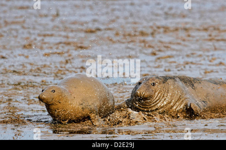 Eine Erwachsene männliche grau Seal - Halichoerus Grypus - jagt eine Frau am Strand von Donna Nook, Lincolnshire, England, UK Stockfoto