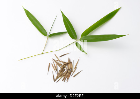 Bambus Samen und Bltter. Die Art ist Moso Phyllostachys pubescens  Stockfotografie - Alamy