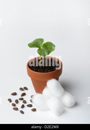 Baumwolle (Gossypium) Samen, Sämlinge und Baumwolle Kugeln Stockfoto