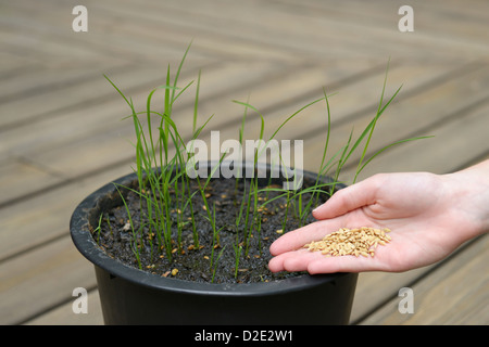 Reis-Setzlinge und Samen.  Japanische Koshihkan Sorte, Oryza sativa Stockfoto