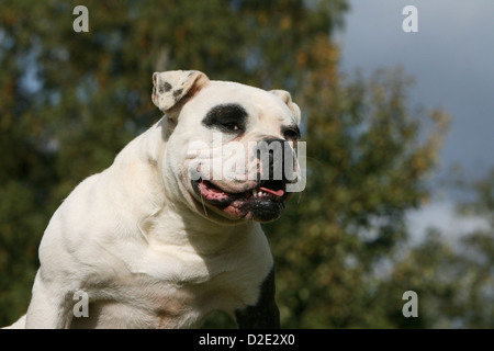 American Bulldog Hund / Bully Erwachsenen Porträt Stockfoto