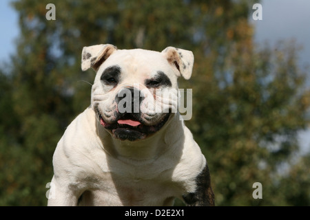 American Bulldog Hund / Bully Erwachsenen Porträt Stockfoto