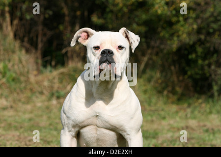 American Bulldog Hund / Bully Erwachsenen Porträt Stockfoto