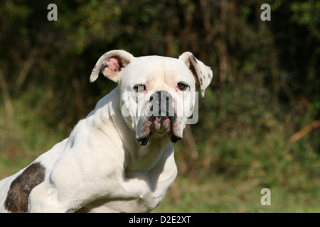 American Bulldog Hund / Bully Erwachsenen Porträt Stockfoto