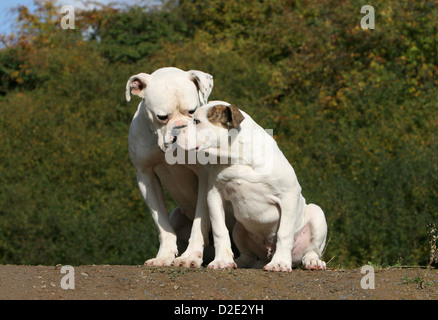 American Bulldog Hund / Bully Welpen sitzen Küsse und Erwachsene Stockfoto