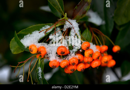 Orange Beeren (Pyracantha Saphyr Orange) in Nahaufnahme Detail mit Schnee bedeckt. Stockfoto