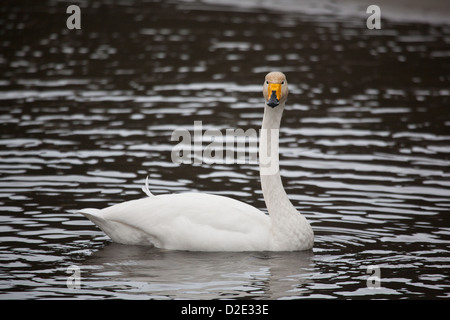 Singschwan im Fluss Rauma bei Åndalsnes, Møre Og Romsdal, Norwegen. Stockfoto