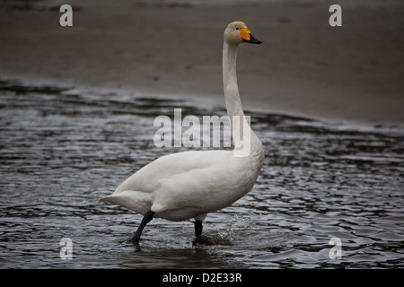 Singschwan im Fluss Rauma bei Åndalsnes, Møre Og Romsdal, Norwegen. Stockfoto