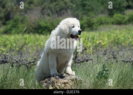 Hund Polish Tatra Sheepdog / Tatra Gebirge Sheepdog / Podhale Welpen auf einem Felsen steht Stockfoto