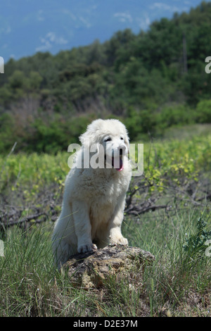 Hund Polish Tatra Sheepdog / Tatra Gebirge Sheepdog / Podhale Welpen auf einem Felsen steht Stockfoto