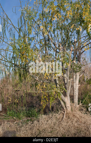 Moringa Baum Früchte "Moringa Oleifera". Stockfoto