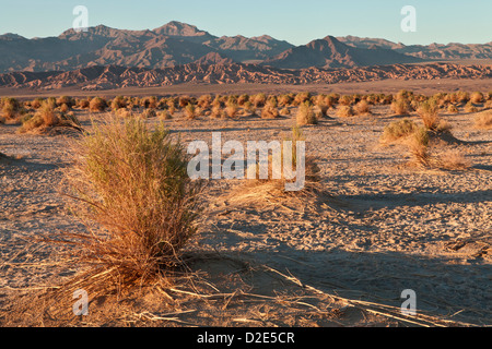 Abendlicht hebt die Arrowweed in des Teufels Cornfield unterhalb der Kit-Fox-Hügel nahe Stovepipe Wells, Death Valley Stockfoto