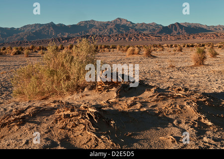 Abendlicht hebt die Arrowweed in des Teufels Cornfield unterhalb der Kit-Fox-Hügel nahe Stovepipe Wells, Death Valley Stockfoto