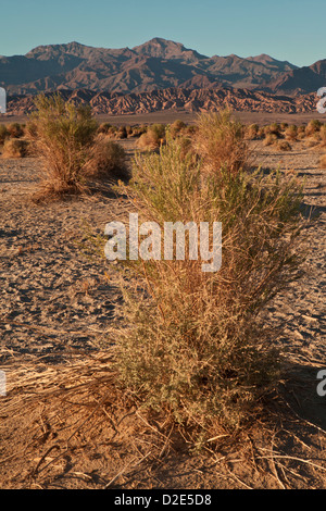 Abendlicht hebt die Arrowweed in des Teufels Cornfield unterhalb der Kit-Fox-Hügel nahe Stovepipe Wells, Death Valley Stockfoto