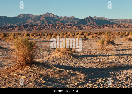 Abendlicht hebt die Arrowweed in des Teufels Cornfield unterhalb der Kit-Fox-Hügel nahe Stovepipe Wells, Death Valley Stockfoto