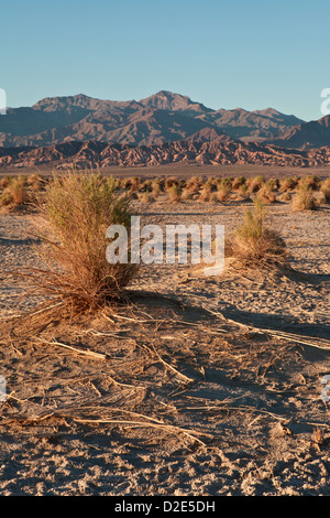 Abendlicht hebt die Arrowweed in des Teufels Cornfield unterhalb der Kit-Fox-Hügel nahe Stovepipe Wells, Death Valley Stockfoto