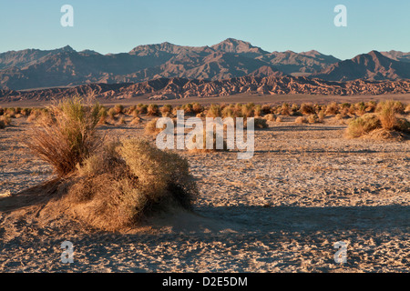 Abendlicht hebt die Arrowweed in des Teufels Cornfield unterhalb der Kit-Fox-Hügel nahe Stovepipe Wells, Death Valley Stockfoto