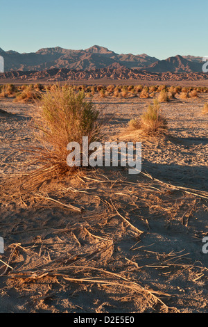 Abendlicht hebt die Arrowweed in des Teufels Cornfield unterhalb der Kit-Fox-Hügel nahe Stovepipe Wells, Death Valley Stockfoto