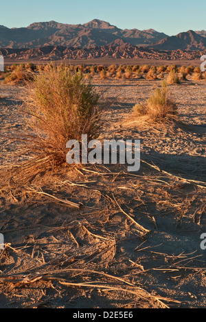 Abendlicht hebt die Arrowweed in des Teufels Cornfield unterhalb der Kit-Fox-Hügel nahe Stovepipe Wells, Death Valley Stockfoto