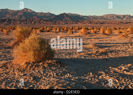 Abendlicht hebt die Arrowweed in des Teufels Cornfield unterhalb der Kit-Fox-Hügel nahe Stovepipe Wells, Death Valley Stockfoto