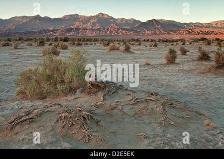 Abendlicht hebt die Arrowweed in des Teufels Cornfield unterhalb der Kit-Fox-Hügel nahe Stovepipe Wells, Death Valley Stockfoto