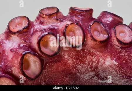 Oktopus. Stockfoto