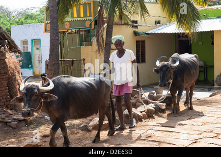 Alten indischen Mann zu Fuß Wasserbüffel durch einem indischen Dorf. Andhra Pradesh, Indien Stockfoto