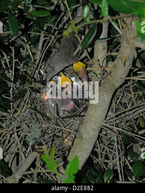 Sehr junge Spottdrosseln im Nest an der Emerald Isle North Carolina Stockfoto