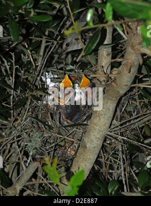 Sehr junge Spottdrosseln im Nest an der Emerald Isle North Carolina Stockfoto