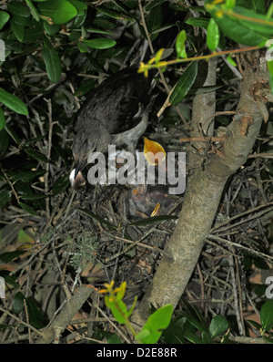 Sehr junge Spottdrosseln im Nest an der Emerald Isle North Carolina Stockfoto