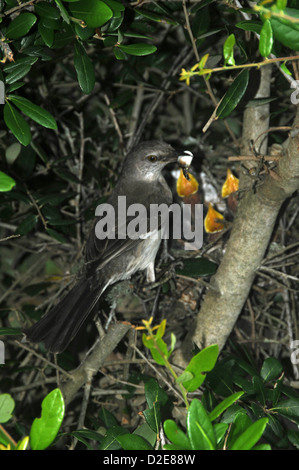 Sehr junge Spottdrosseln im Nest an der Emerald Isle North Carolina Stockfoto