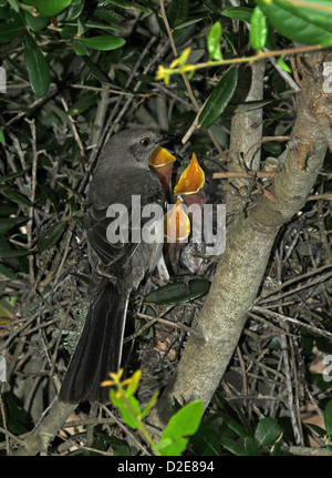 Sehr junge Spottdrosseln im Nest an der Emerald Isle North Carolina Stockfoto