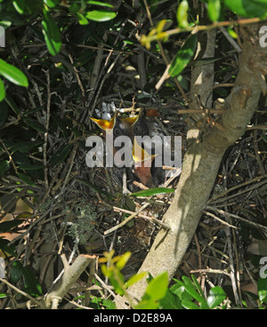 Sehr junge Spottdrosseln im Nest an der Emerald Isle North Carolina Stockfoto