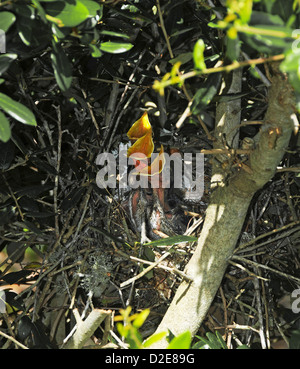 Sehr junge Spottdrosseln im Nest an der Emerald Isle North Carolina Stockfoto