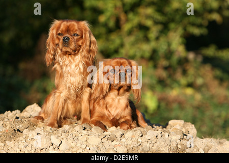 Hund Cavalier King Charles Spaniel zwei Erwachsene (Ruby) auf dem Boden Stockfoto