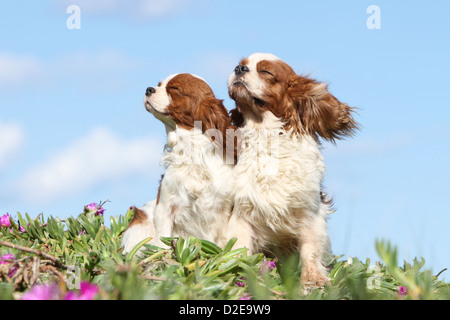 Hund Cavalier King Charles Spaniel Erwachsene und Jugendliche (Blenheim) sitzen in Pflanzen im wind Stockfoto