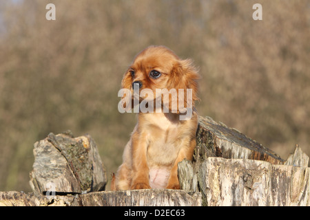 Hund Cavalier King Charles Spaniel Welpen (Ruby) sitzen auf einem Holz Stockfoto