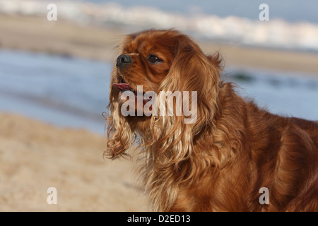 Hund Cavalier King Charles Spaniel adult (Ruby) Porträt Profil Stockfoto