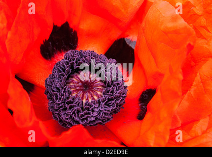 Nahaufnahme von Mohnblume Stockfoto