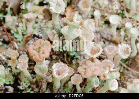 Cladonia fimbriata lichen mit fruchtigen Strukturen, Wales, Großbritannien. Stockfoto
